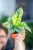 Alocasia Silver Dragon Variegata ø7 cm - ↑10 cm-1.jpg