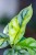 Alocasia Silver Dragon Variegata ø7 cm - ↑10 cm-2.jpg