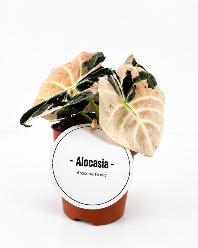 fcff445b-3cf9-4dfc-9734-25ae7a55636e.png