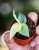 Amydrium Medium Silver Variegata ø6 cm-4.jpg