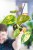 ! Alocasia Wentii-1.jpg