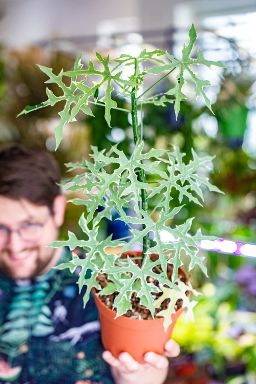 Cnidoscolus Aconitifolius Variegata-3.jpg