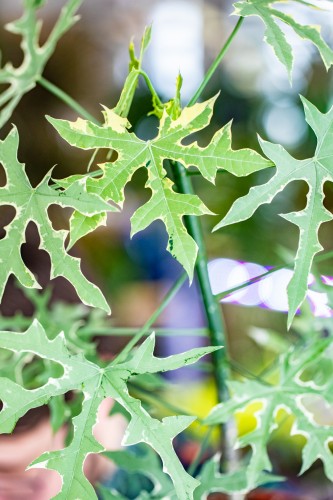 Cnidoscolus Aconitifolius Variegata-2.jpg