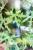 Cnidoscolus Aconitifolius Variegata-2.jpg