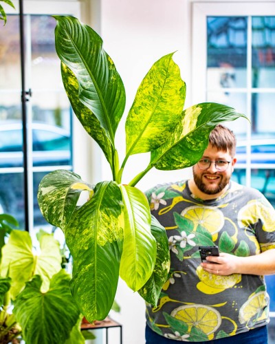 Dieffenbachia Big Ben-1.jpg