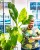 Dieffenbachia Big Ben-1.jpg