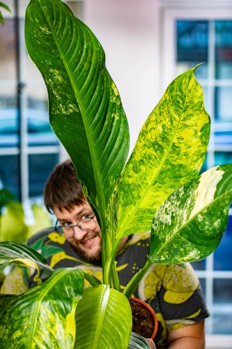 Dieffenbachia Big Ben-3.jpg