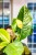 Dieffenbachia Big Ben-6.jpg