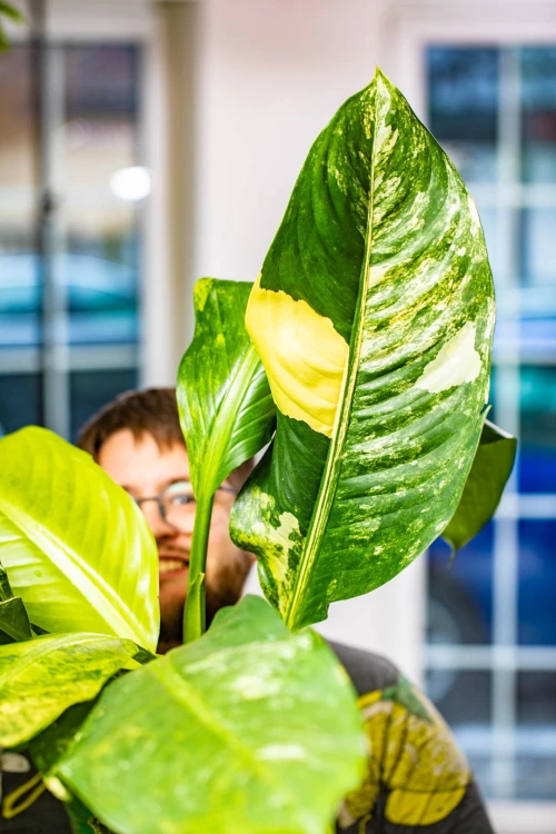 Dieffenbachia Big Ben-6.jpg