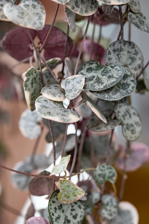 Ceropegia woodie Variegata-2.jpg