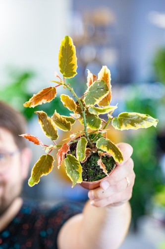 Begonia Dainty Spray Sport Variegated ø8 cm - ↑12 cm-1.jpg