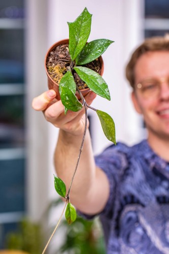Hoya Carnosa Stardust ø10,5 cm-4.jpg
