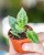 Hoya Lacunosa Snow Leopard ø6 cm-1.jpg