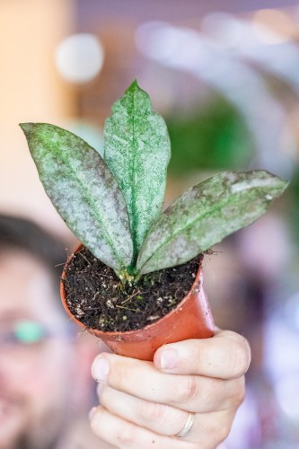 Hoya Mitrata Silver ø8 cm - w- 2,5 cm-1.jpg