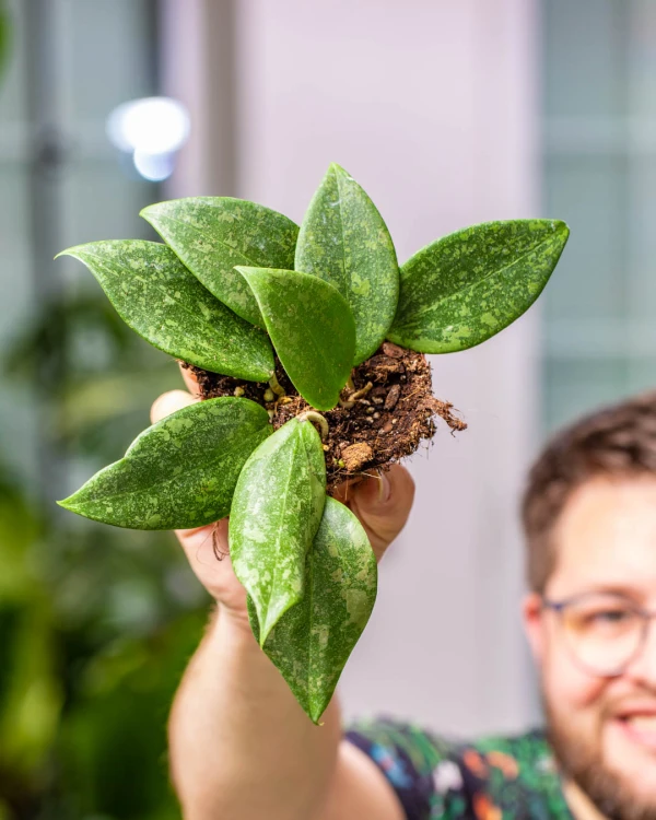 Hoya Wibergiae-1.jpg