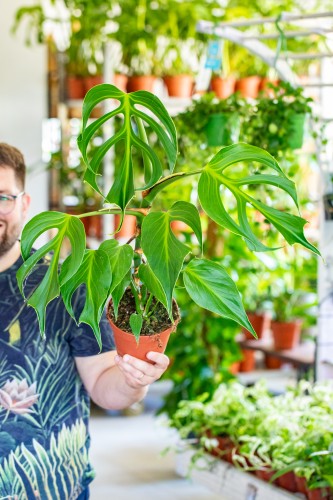 Monstera Burle Marx Flame ø15 cm - ↑50 cm-1.jpg