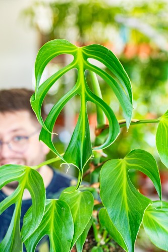 Monstera Burle Marx Flame ø15 cm - ↑50 cm-2.jpg