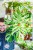 Monstera Deliciosa Variegata ø15 cm - ↑50 cm-1.jpg