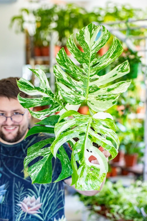 Monstera Deliciosa Variegata ø15 cm - ↑50 cm-1.jpg