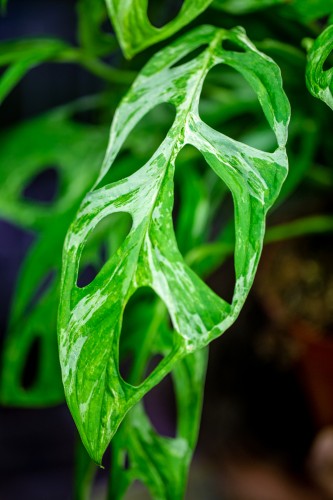 Monstera Indonesian Marble-10.jpg