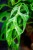 Monstera Indonesian Marble-10.jpg