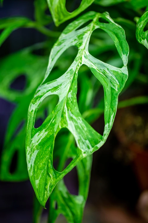 Monstera Indonesian Marble-10.jpg