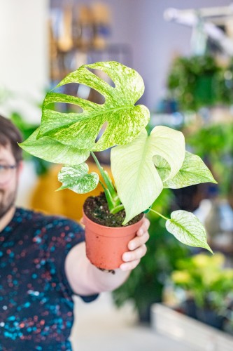 Monstera Mint ø12 cm - ↑40 cm-1.jpg