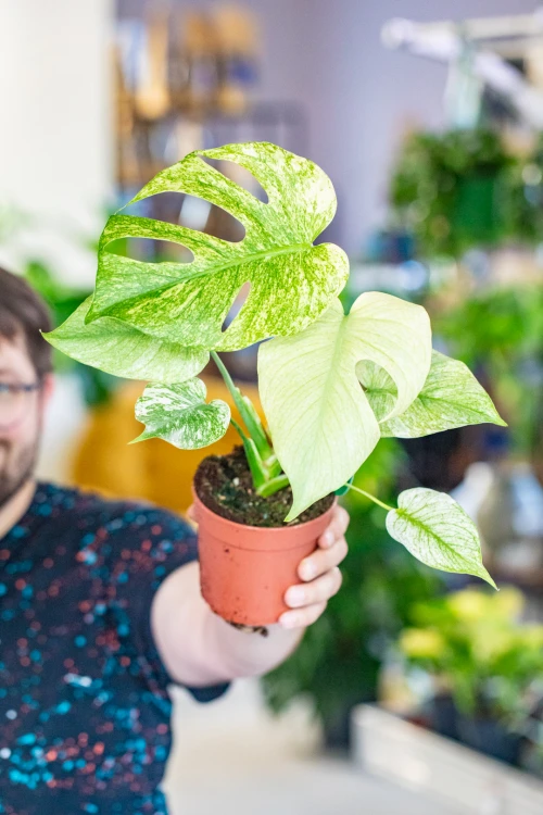 Monstera Mint ø12 cm - ↑40 cm-1.jpg