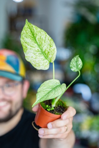 Monstera Mint ø8 cm - ↑15 cm-3.jpg