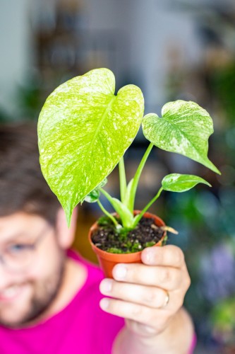 Monstera Mint ø8 cm - ↑20 cm-1.jpg