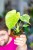 Monstera Mint ø8 cm - ↑20 cm-1.jpg