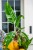 Musa Florida Variegata-1.jpg