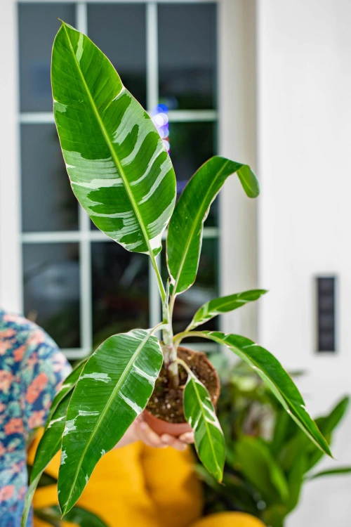Musa Florida Variegata-1.jpg