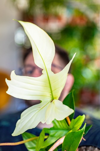 Philodendron Florida Ghost ø19 cm- w- 50 cm-2.jpg