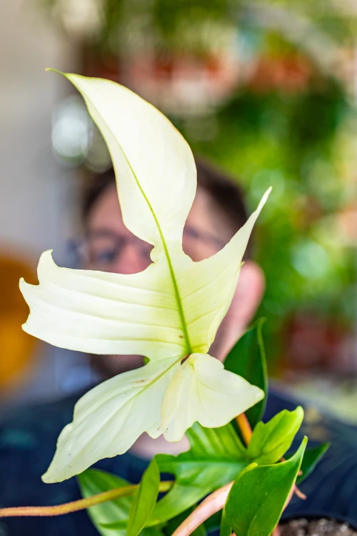 Philodendron Florida Ghost ø19 cm- w- 50 cm-2.jpg