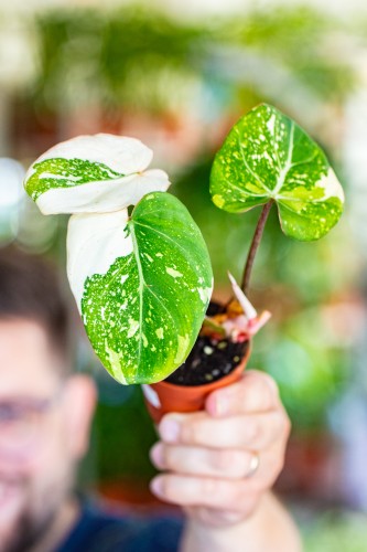 Philodendron Gloriosum Tricolor 7 cm - w- 15 cm-1.jpg