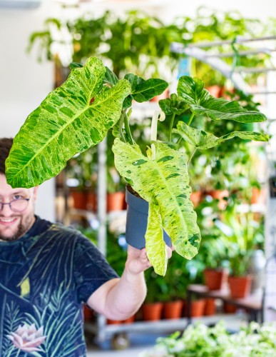 Philodendron Paraiso Verde 17 cm - w- 65 cm-1.jpg