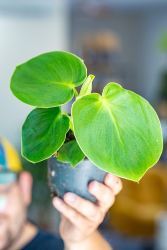 Philodendron Rugosum ø12 cm - ↑15 cm-4.jpg