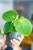 Philodendron Rugosum ø12 cm - ↑15 cm-4.jpg