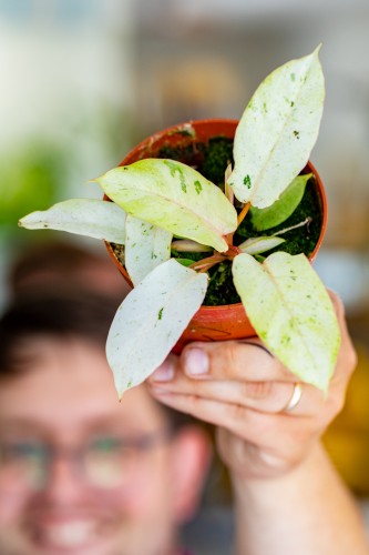Philodendron Snowdrift ø8 cm - ↑12 cm-3.jpg