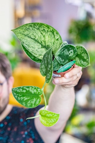 Scindapsus Hologram ø9 cm - ↑15 cm-1.jpg