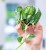 Scindapsus Mayari Variegata-3.jpg