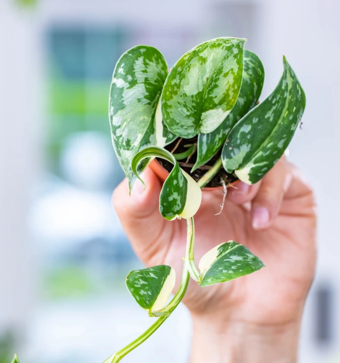 Scindapsus Mayari Variegata-3.jpg