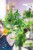 Scindapsus Stabilo Green Arrow ø9 cm - ↑15 cm-1.jpg