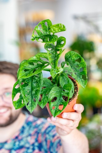 Monstera Adasoni Mint-1.jpg