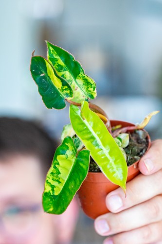 Philodendron Billietiae Variegata ø8 cm - w-15 cm - NA ZAMÓWIENIE-1.jpg