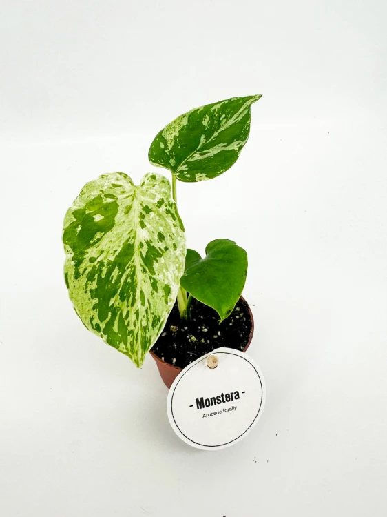 Monstera Bulbasaur ø6 cm - ↑10 cm - NA ZAMÓWIENIE-1.jpg