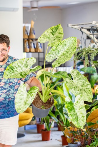 Alocasia Macrorizza Splash ø24 cm - w-80 cm - NA ZAMÓWIENIE-1.jpg
