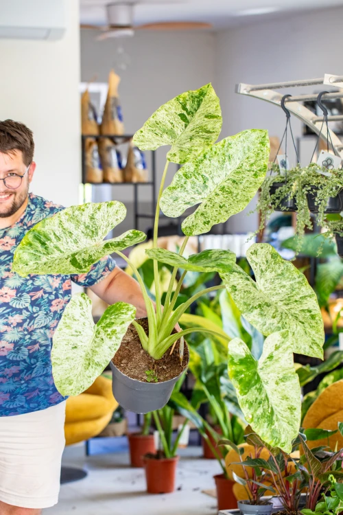 Alocasia Macrorizza Splash ø24 cm - w-80 cm - NA ZAMÓWIENIE-1.jpg