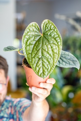 Anthurium Luxurians ø12 cm - w-25 cm-1.jpg